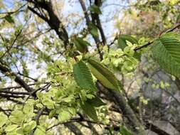 Image of Ulmus uyematsui Hayata