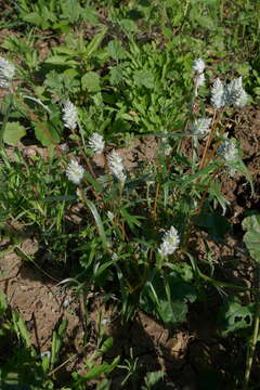 Image of Gomphrena conica (R. Br.) Spreng.