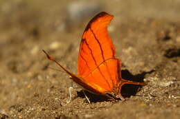 Image of Ruddy Daggerwing