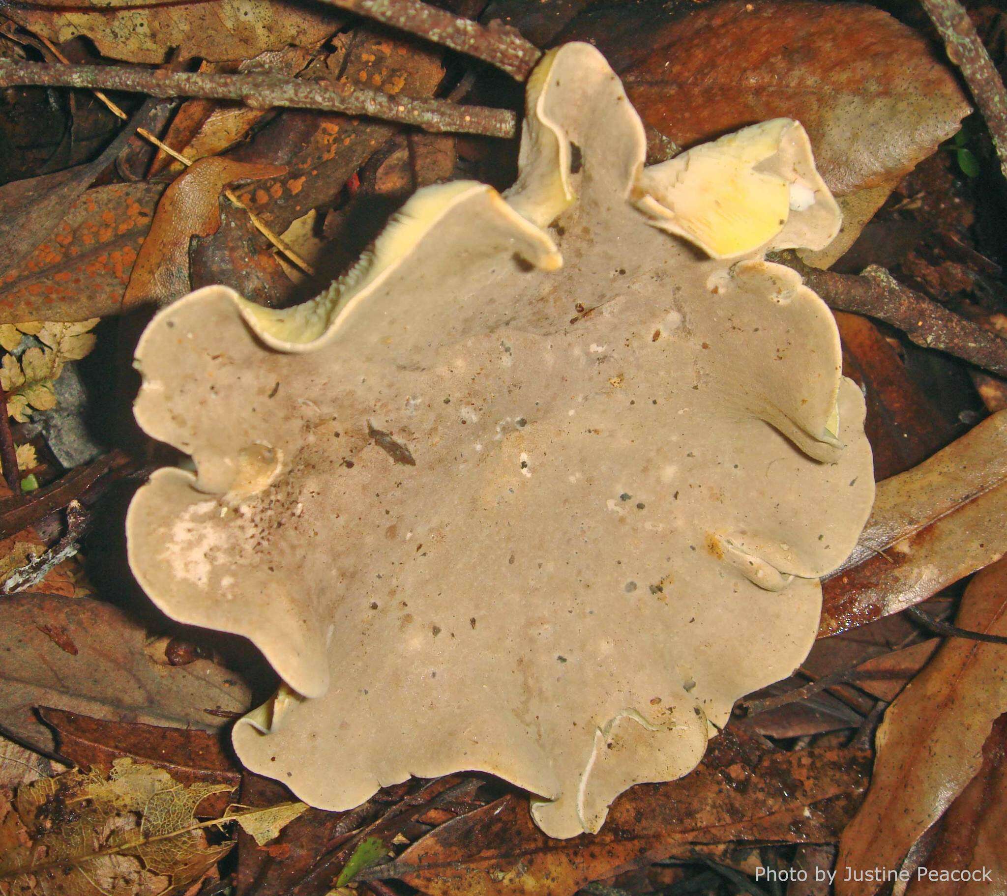 صورة Clitocybe eucalyptorum Cleland 1931