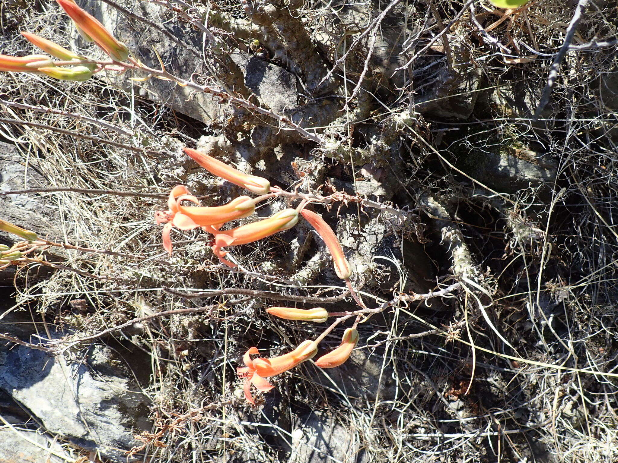 Imagem de Tylecodon grandiflorus (Burm. fil.) H. Tölken