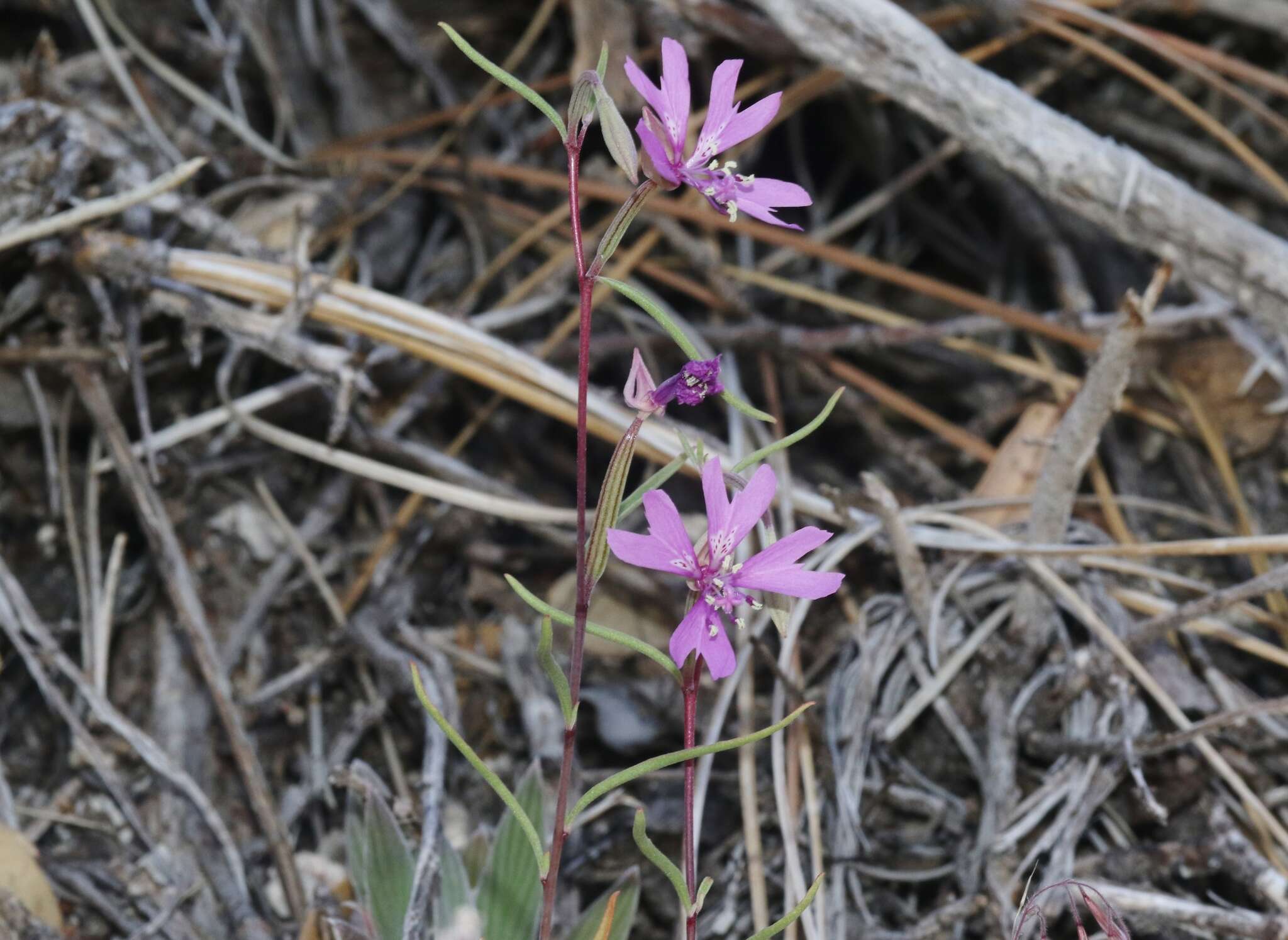 Image of gunsight clarkia