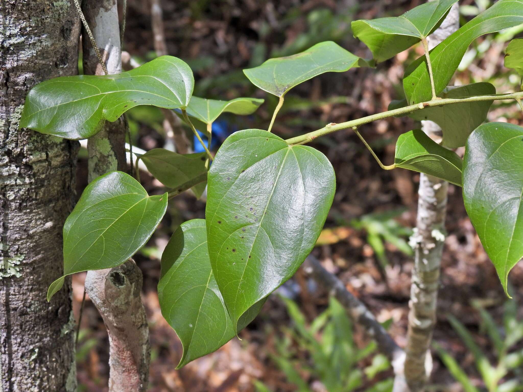 Image of Pachygone ovata (Poir.) J. D. Hook. & Thompson