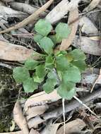 Image of Viola hederacea subsp. cleistogamoides L. Adams