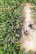 Image of Protea parvula Beard