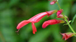 Image of Salvia rivularis Gardner