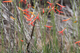 Sivun Penstemon labrosus (A. Gray) Mast. ex Hook. fil. kuva