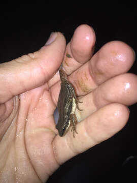 Image of Boreal Chorus Frog