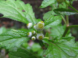 Image of Dichrocephala integrifolia (L. fil.) O. Kuntze