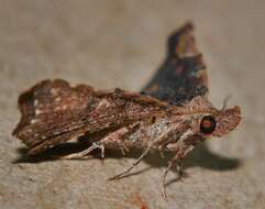 Image of Hypertrocta brunnea Bethune-Baker 1908