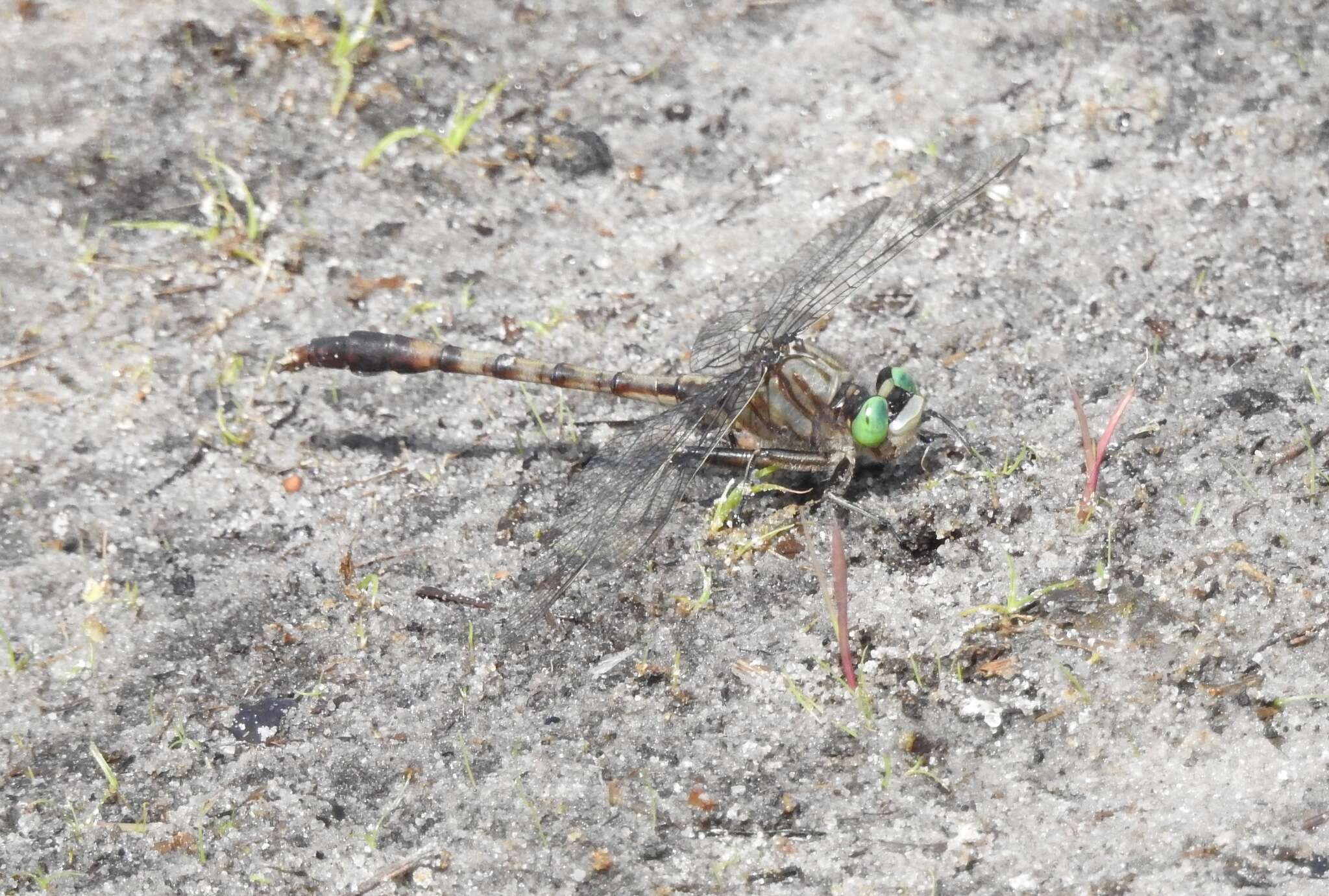 Imagem de Arigomphus pallidus (Rambur 1842)