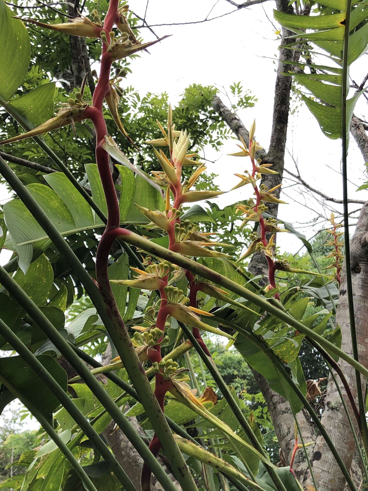 Image of Heliconia spissa Griggs