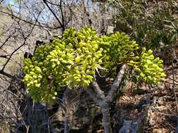 Plancia ëd Delonix velutina Capuron