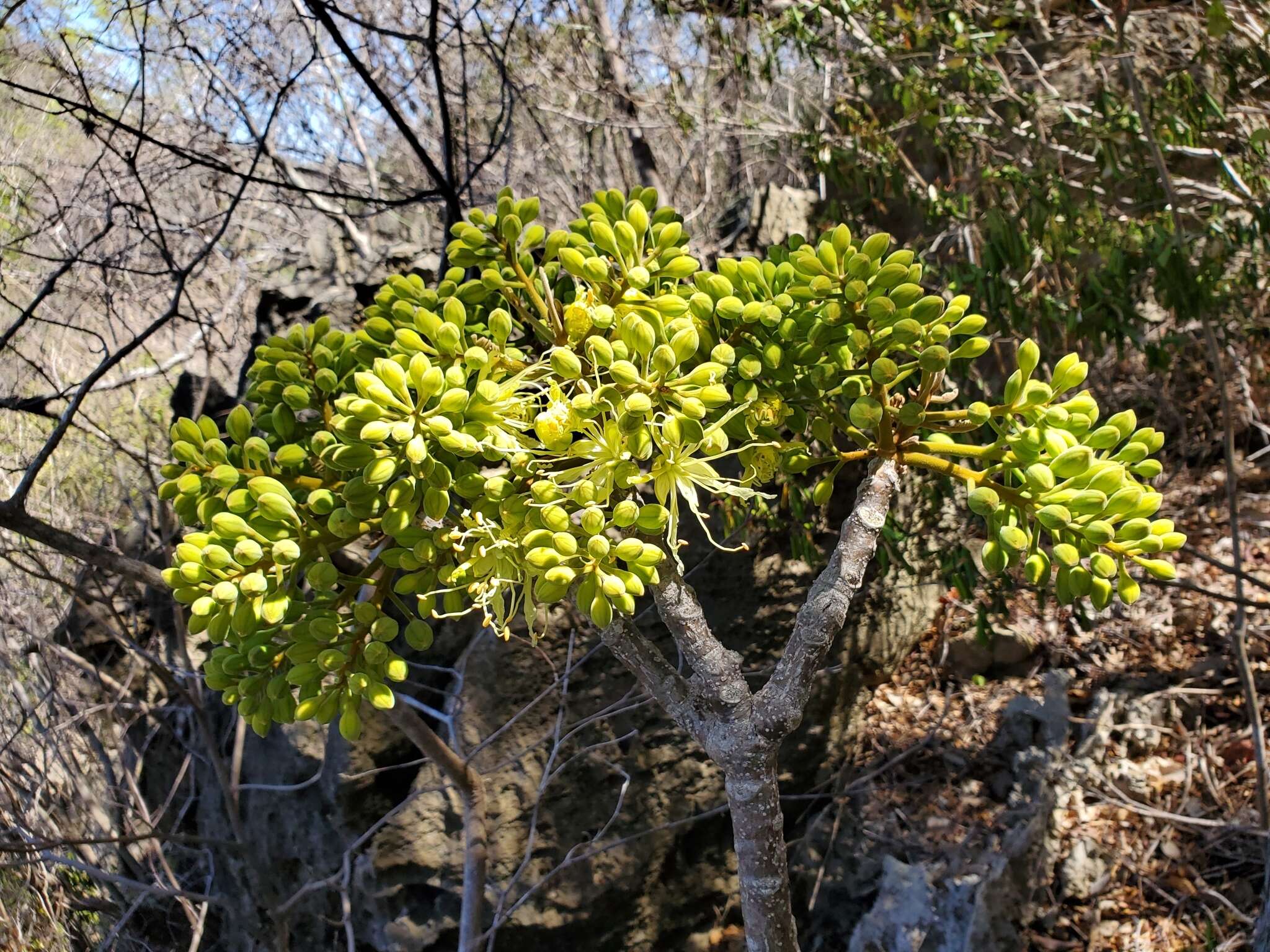 Image of Delonix velutina Capuron