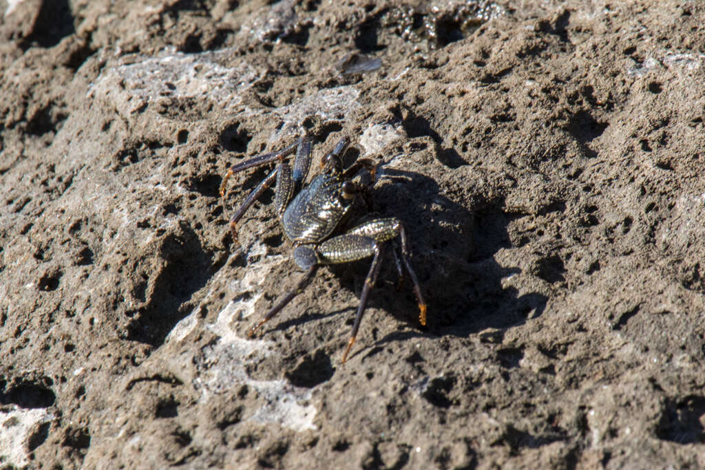 Image of Natal lightfoot crab