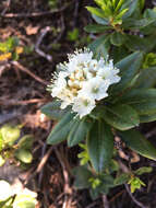 Image de Rhododendron columbianum (Piper) Harmaja