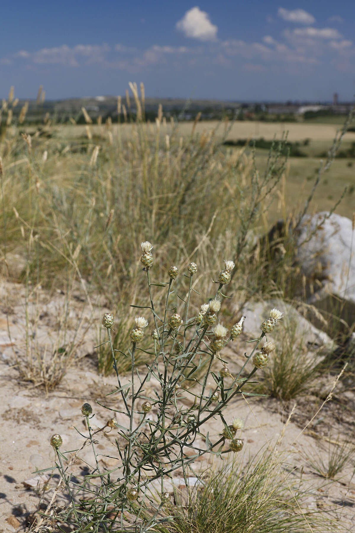 Слика од Centaurea gerberi Stev.