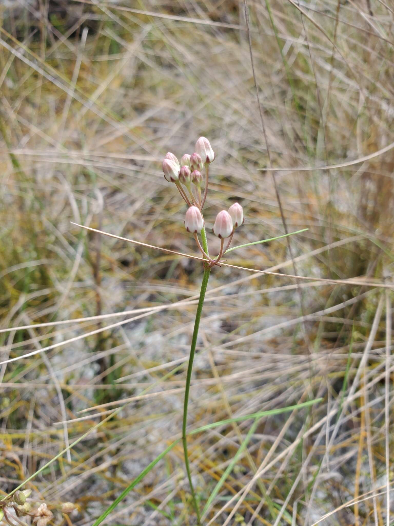 Image of Florida milkweed