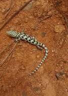 Image of Mixtecan Arboreal Alligator Lizard