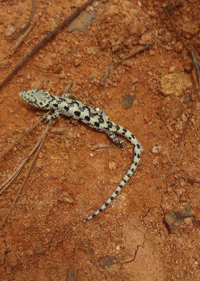 Image of Mixtecan Arboreal Alligator Lizard