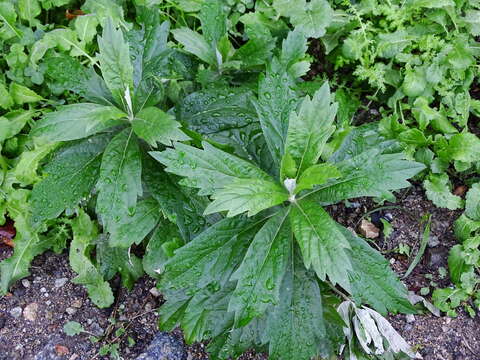 Image of Douglas' sagewort