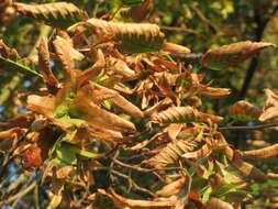 Image of Carpinus betulus L.
