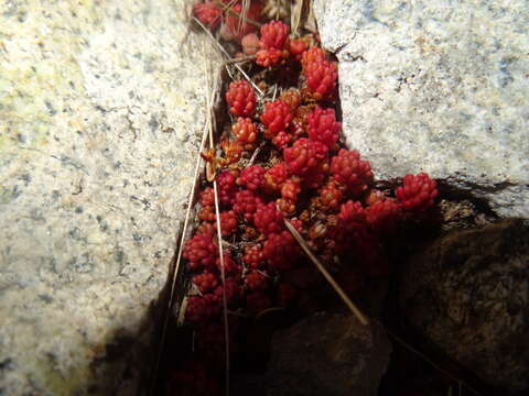 Image of Sedum candollei