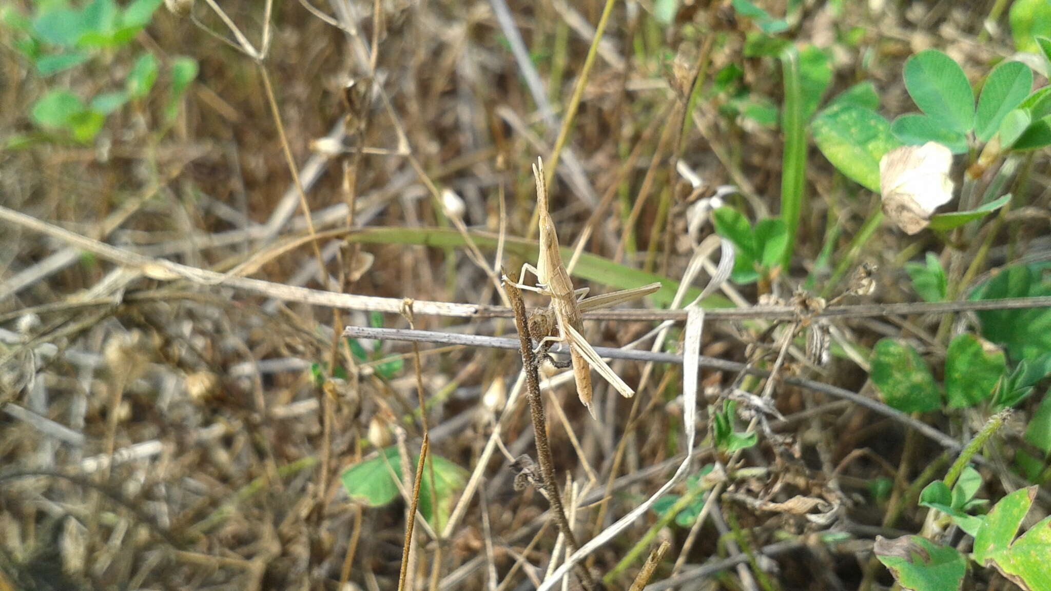 Image of Chinese Grasshopper