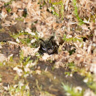 Image of Lasioglossum subviridatum (Cockerell 1938)