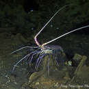 Image of Stripe-leg spiny lobster