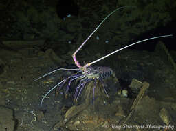 Image of Stripe-leg spiny lobster