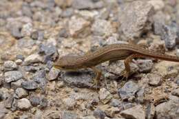 Image of China Grass Lizard