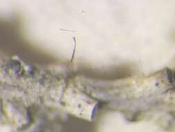 Imagem de <i>Gyalideopsis epicorticis</i>