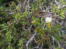 Imagem de Delosperma truteri Lavis