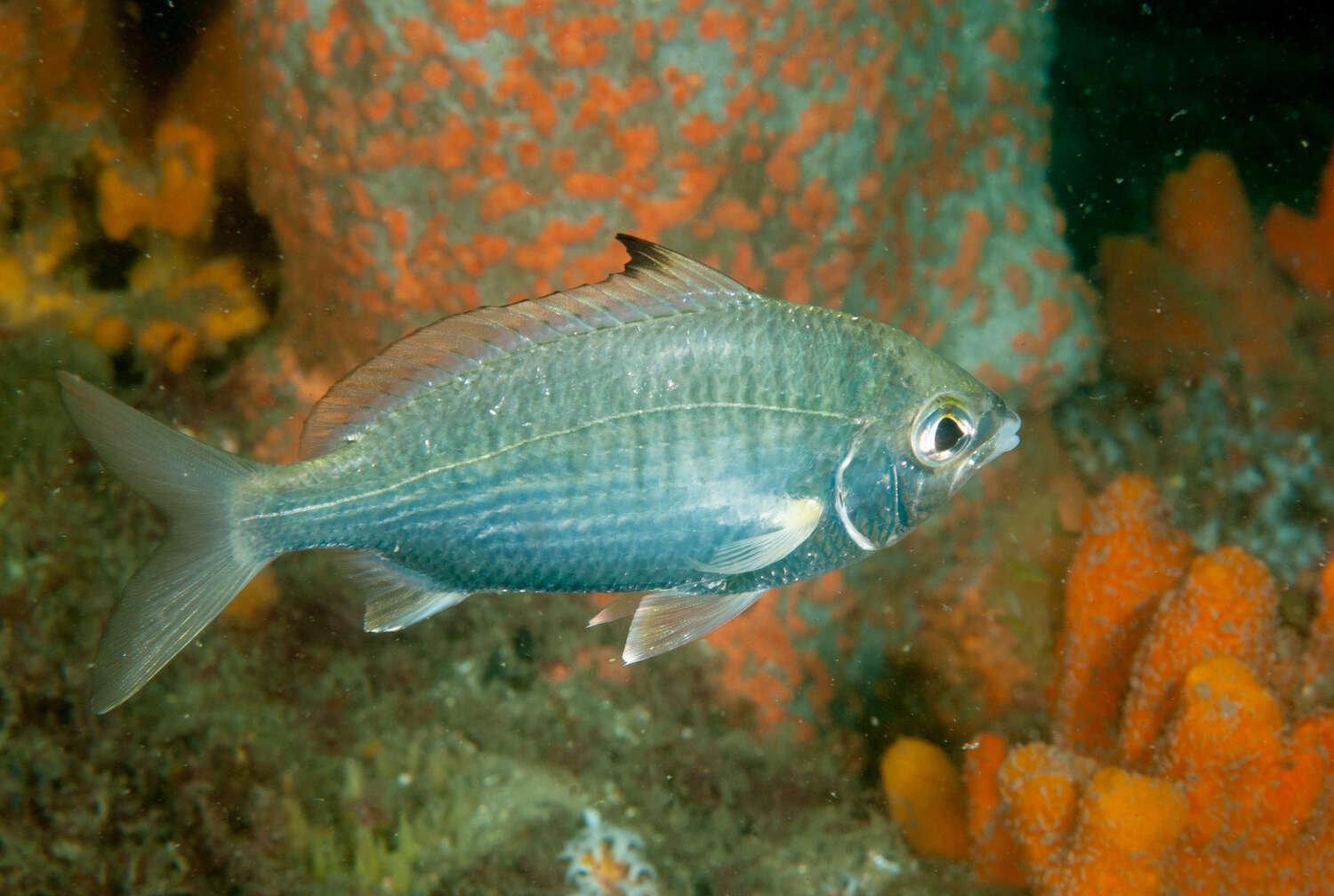 Image of Common Silver Belly