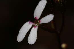 Image de Stylidium pygmaeum R. Br.