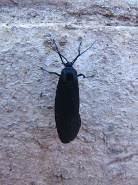 Image of Gardinia anopla Hering 1925