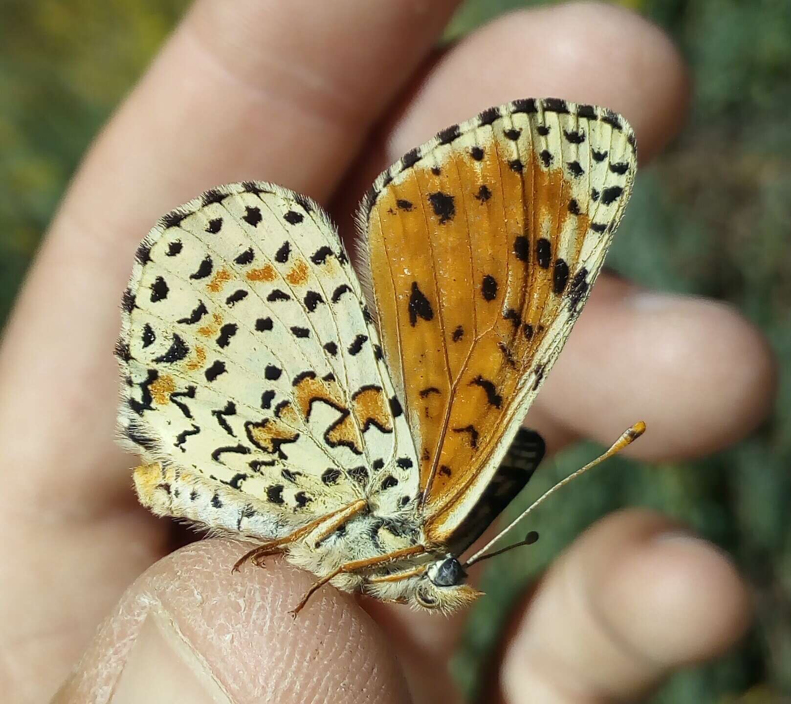 صورة Melitaea didyma meridionalis Staudinger 1870