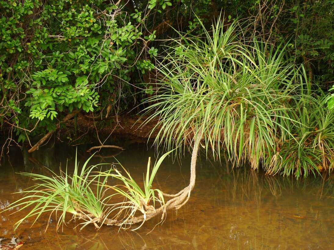 Pandanus senegalensis H. St. John ex Huynh resmi