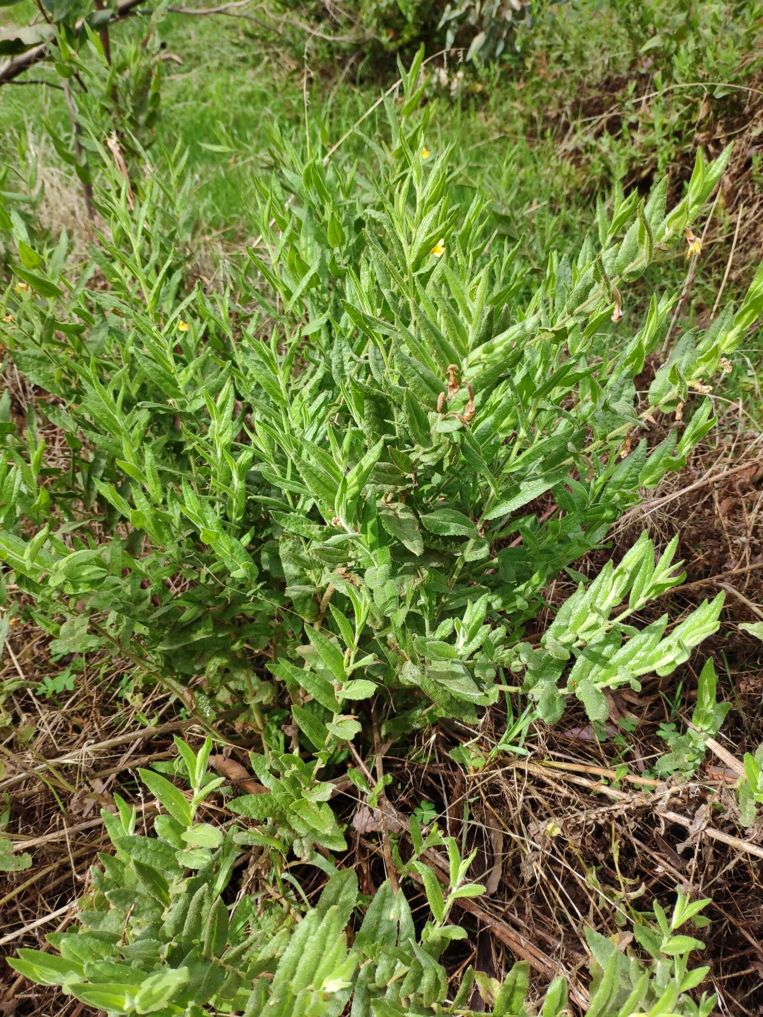 Image of Goodenia amplexans F. Müll.