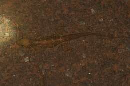 Hemidactylus prashadi Smith 1935 resmi