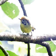 Image of Bar-throated Minla