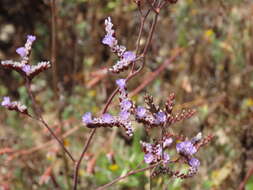 صورة Limonium algarvense Erben