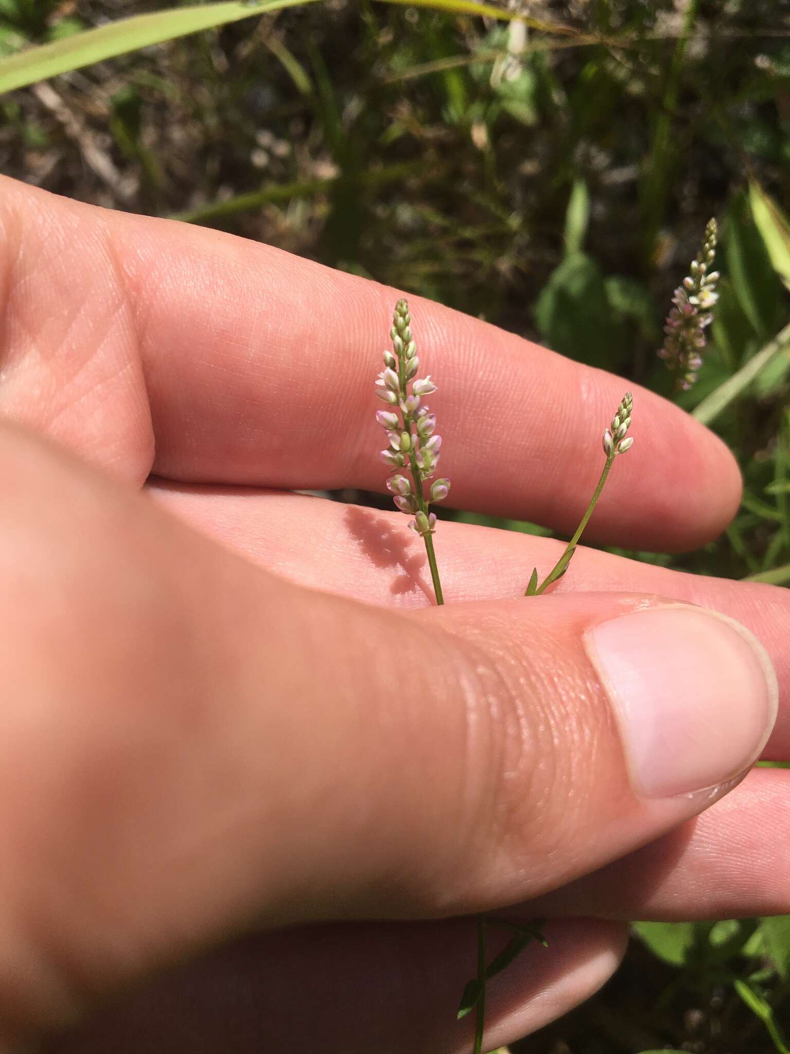 Image of whorled milkwort