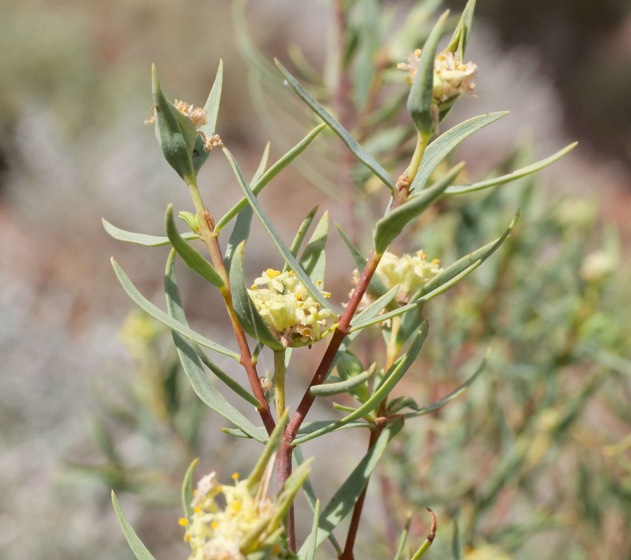 Image of Pimelea microcephala subsp. microcephala