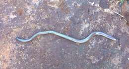 Image of Beaked Blind Snake