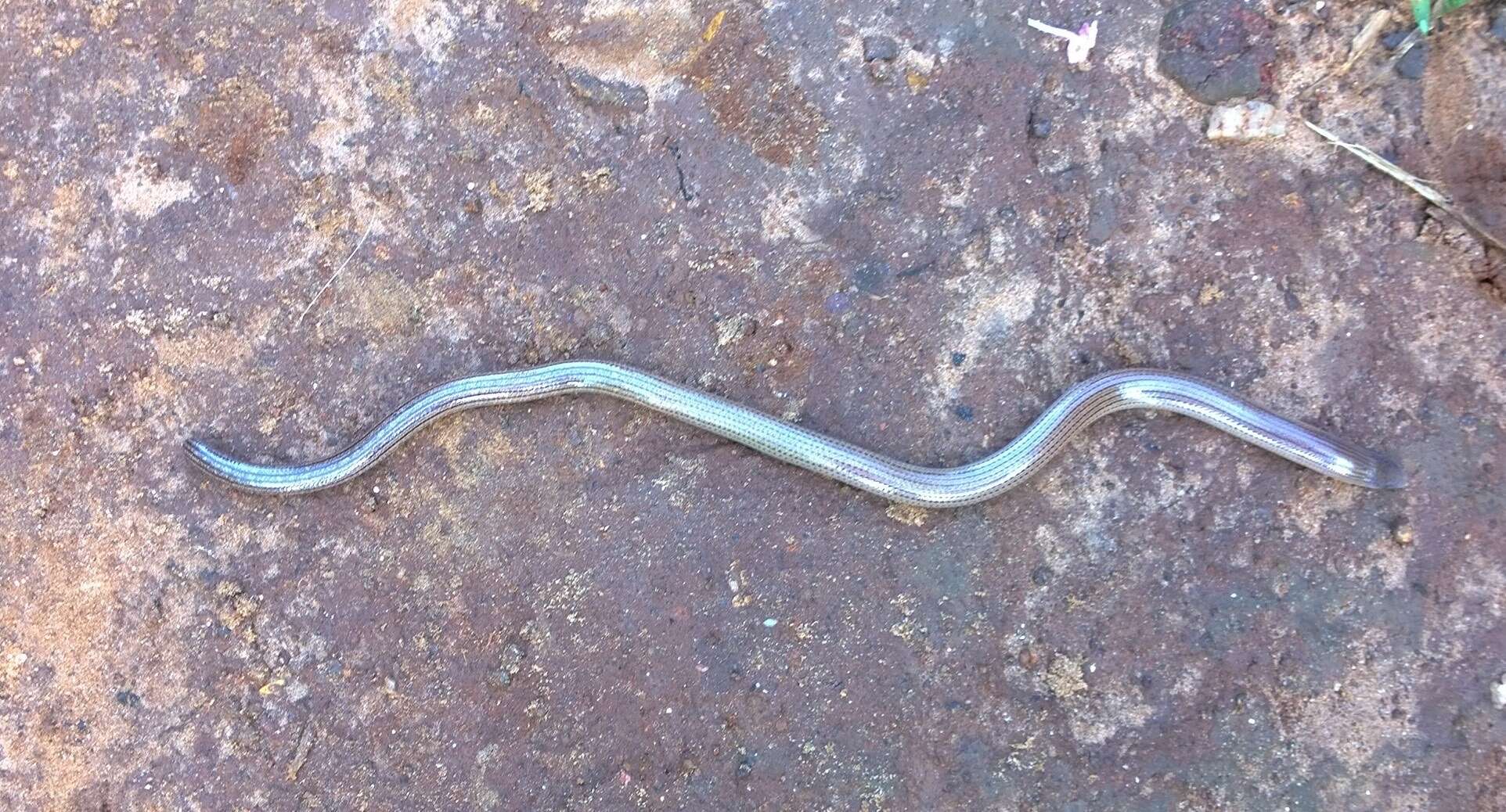 Image of Beaked Blind Snake