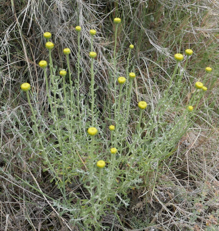 Image of lavender cotton