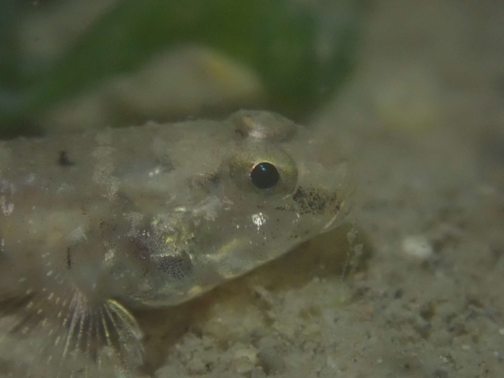 صورة Favonigobius gymnauchen (Bleeker 1860)