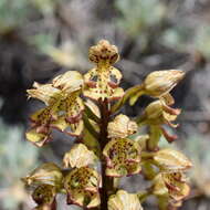 Image of Orchis wulffiana Soó